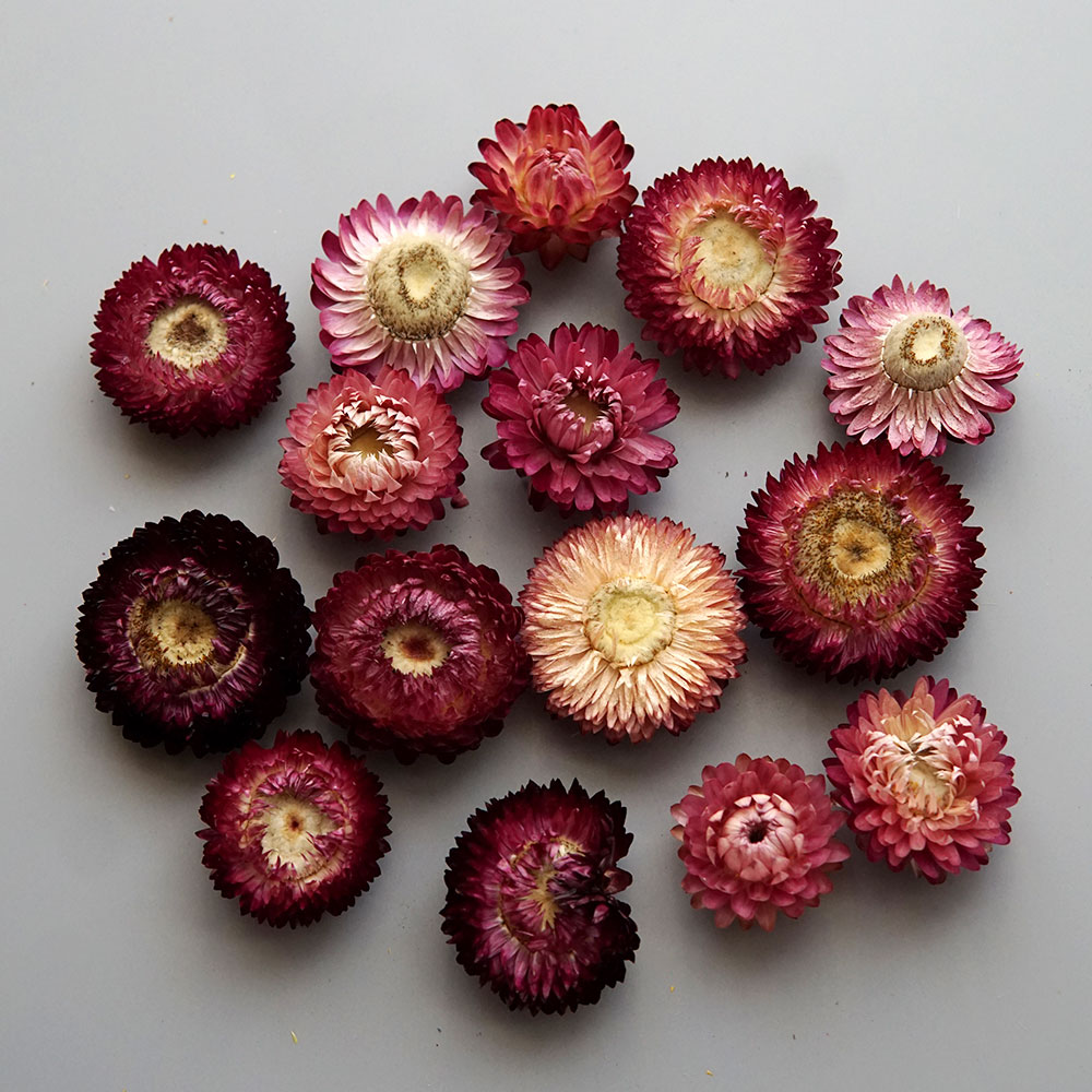 Natural Dried Colorful Chrysan - Candle Making Supplies 评论和价格
