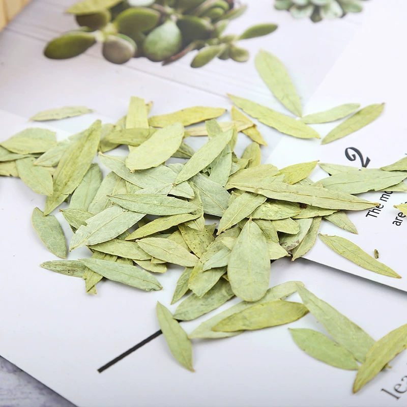 Premium Quality Natural Senna  - Candle Making Bath 评论和价格